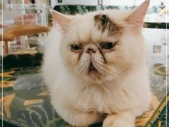 -平行世界·猫咖(首经贸店)