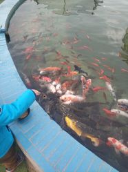 -上美四季动物农场