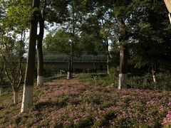 -白鹭湾湿地公园