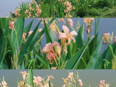 -洋湖国家湿地公园