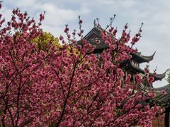 -盘门景区
