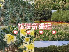 -石家庄市植物园
