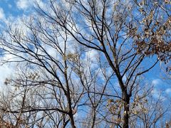 -北京西山国家森林公园