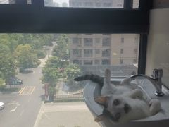 -美联众合动物医院(·中兽医·疑难杂症·严家桥分院)