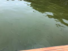 景点-西湖外事游船(花港观鱼码头)