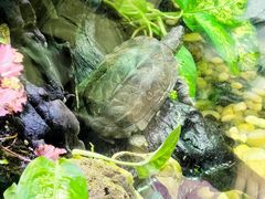 -上海海洋水族馆