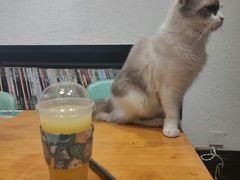 养乐多-猫色咖啡·猫咖
