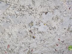 -北海金海湾红树林生态旅游区