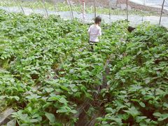 -大自然农场蔬菜草莓采摘园