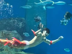 -海合安武汉极地海洋公园