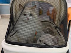 -纳吉亚猫专科动物医院·北北分院