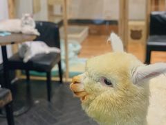 -猫色咖啡·猫咖