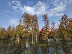 -池杉湖湿地公园