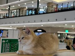 -梅龙镇广场