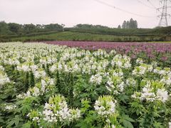 -紫颐香薰山谷景区