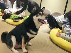 -逗柴咖啡屋·狗咖猫咖宠物桌游