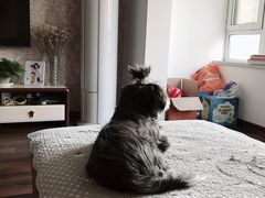 -宠爱国际动物医院· 猫科· 外科·中兽医(长白店)