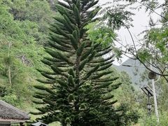 -靖西鹅泉风景区