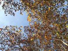 -西湖外事游船(花港观鱼码头)