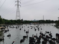 -广州长隆飞鸟乐园