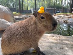 -北京野生动物园