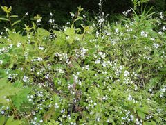 -青峰峡国家森林公园