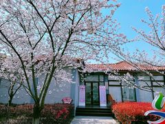 -高东镇樱花园