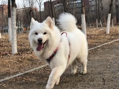 -北京京卫宠物寄养训练中心