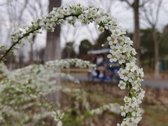 -顾村公园