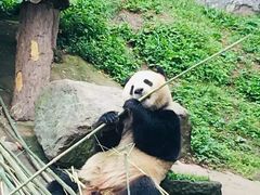 -都江堰中华大熊猫苑