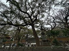 -普陀山风景名胜区-法雨禅寺