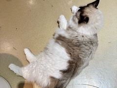 -藏猫猫咖啡主题馆(中央大道店)