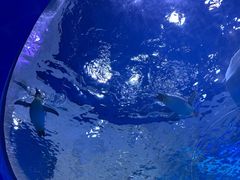 -上海海昌海洋公园