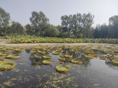 -白洋淀风景区