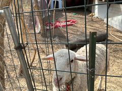 -万柳高尔夫俱乐部