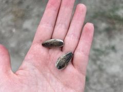 -南汇新场正宗水蜜桃采摘