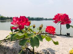 -望海·帆船主题咖啡厅•品茗下午茶(石湖景区店)