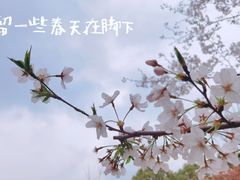 -顾村公园