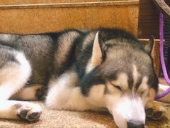 -more than meow吴止猫主题餐厅(承德 中船汇店)