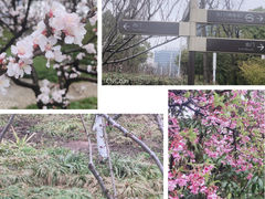 -大宁公园