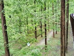 -黄海国家森林公园