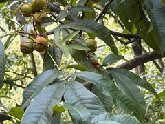 -东天目山风景区