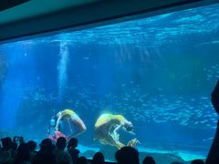 -海合安成都极地海洋公园