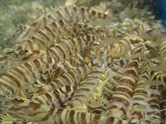 -岳各庄批发市场(西四环中路店)