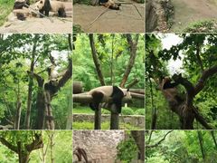 -都江堰中华大熊猫苑