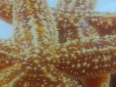 -老青岛海味当家菜馆(银鱼巷店)