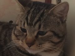 -宠福鑫康馨动物医院·骨科·眼科