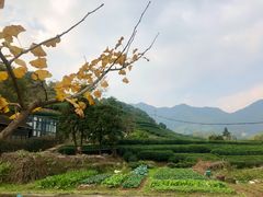 -龙坞茶村