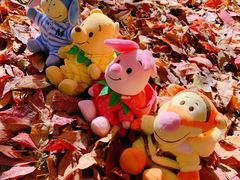 -长春市南湖公园