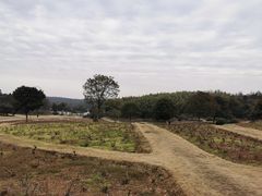 -宜兴龙背山森林公园